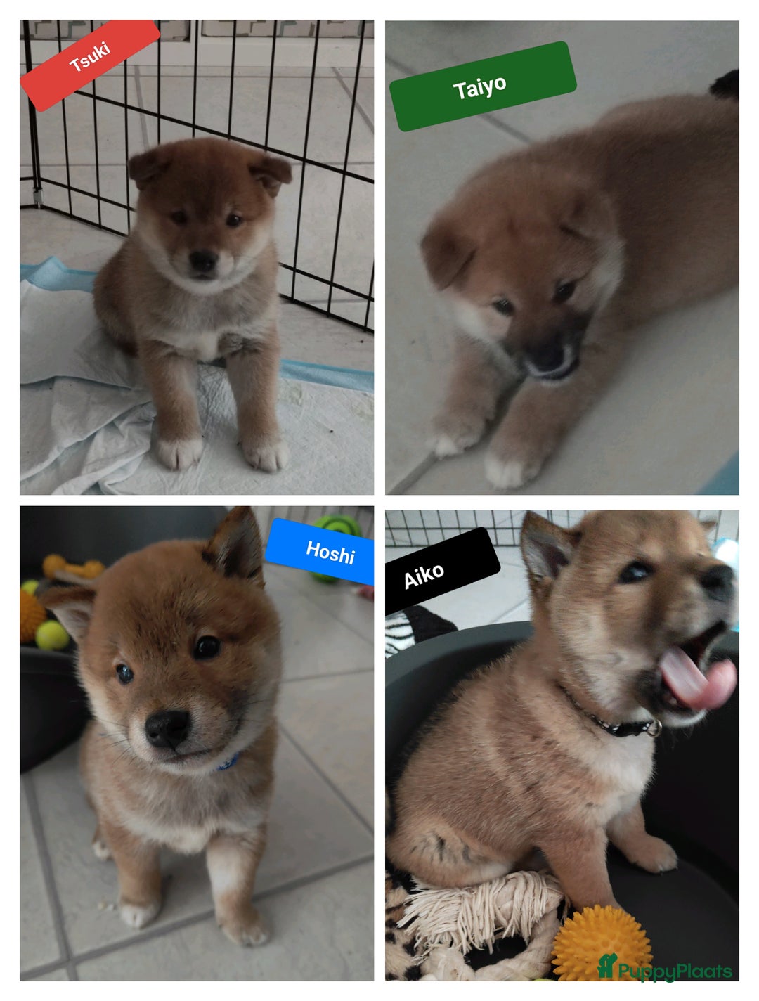 Shiba honden te koop: Shiba Inu pups met FCI stamboom - Advertentie 5