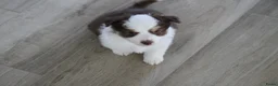 Australian Shepherd honden te koop: Mini American Shepherd pups - mini aussie - Advertentie 9