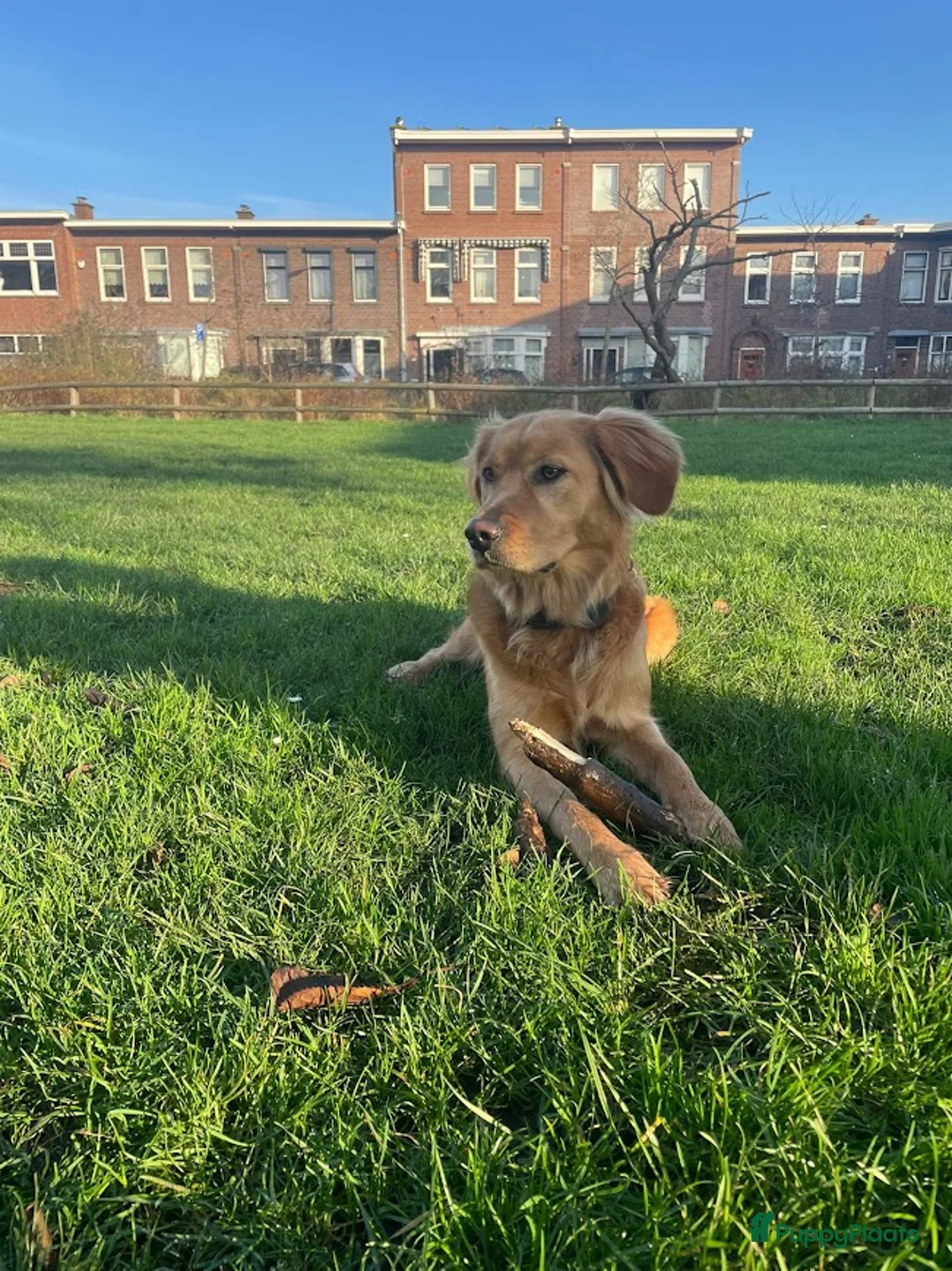 Golden Retriever honden te koop: Onze werklijn golden retriever krijgt kleintjes! - Advertentie 2