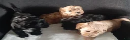 Havanezer honden te koop:  1 bruin/zwart/wit teefje beschikbaar fci stamboom - Advertentie 11