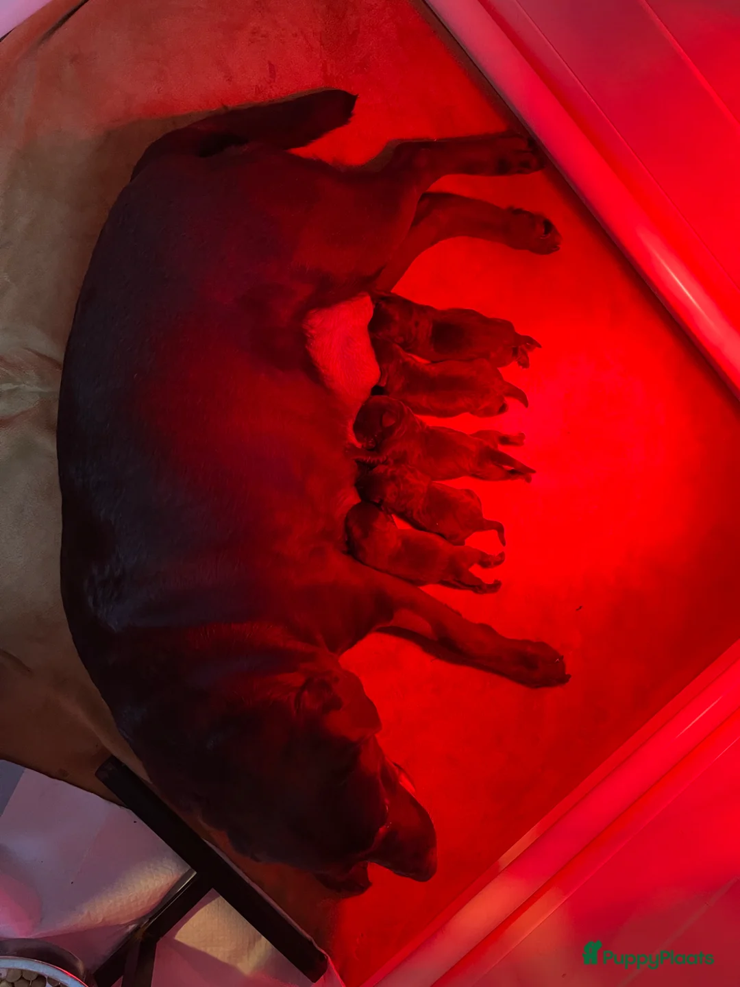 Labradoodle honden te koop: 5 bruine Labradoodles met witte aftekeningen - Advertentie 1