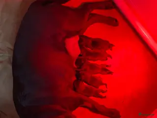 Labradoodle honden 5 bruine Labradoodles met witte aftekeningen - Advertentie 1