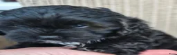 Shihpoo honden te koop: Shihpoo pup - Advertentie 8