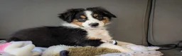 Australian Shepherd honden te koop: Prachtige australian shepherd pups mogen verhuizen in Gouderak - Advertentie 13
