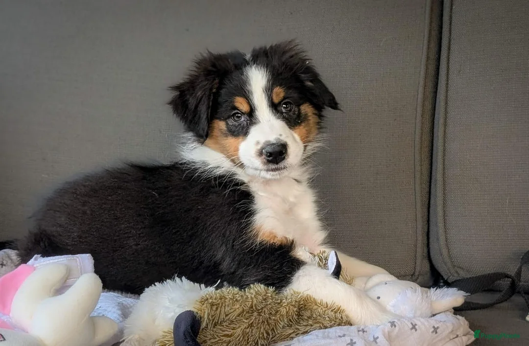 Australian Shepherd honden te koop: Prachtige australian shepherd pups mogen verhuizen in Gouderak - Advertentie 13