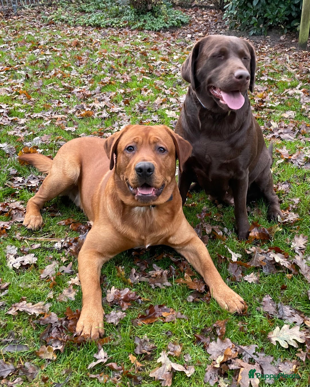 Labrador Retriever honden te koop: Labrador Retriever Pups - Advertentie 33