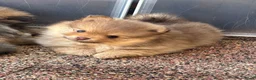 Pomeriaan honden te koop: Pomeriaan puppy’s  - Advertentie 11