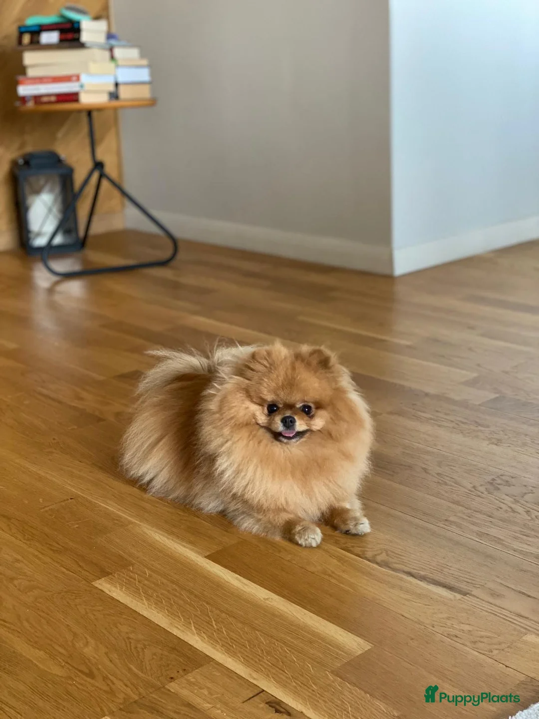 Pomeriaan honden te koop: Raszuivere Pomeranian puppies te Koop - Advertentie 3