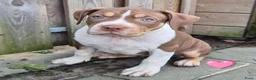 Amerikaanse Bully honden te koop: American Bully pupjes - Advertentie 5