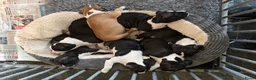 American Staffordshire Terriër honden te koop: Carmichael's nest - Advertentie 4