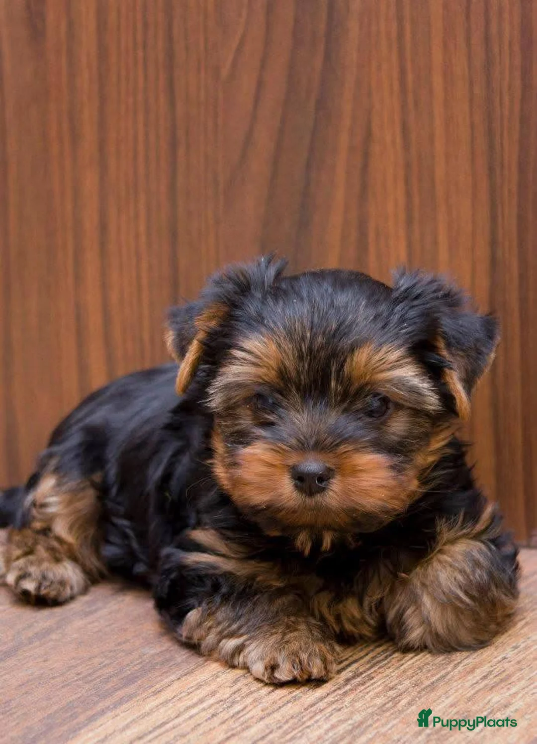 Yorkshire Terriër honden te koop: Yorkshire terrier Welpen - Advertentie 2