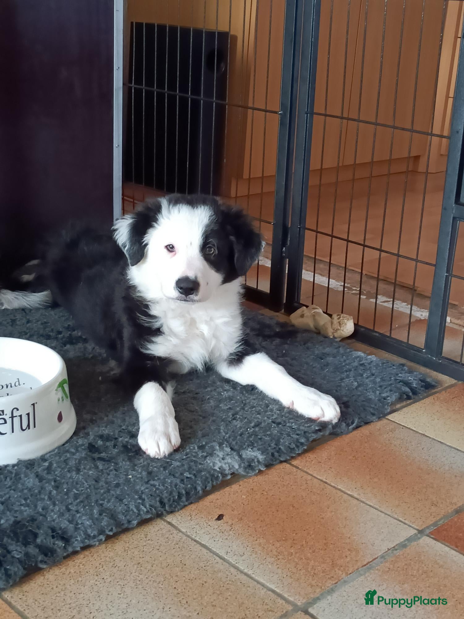 Border Collie honden Nog 1 reutje beschikbaar uit nest van 5 - Advertentie 2