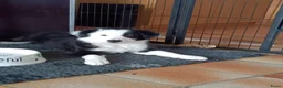 Border Collie honden te koop: Nog 1 reutje beschikbaar uit nest van 5 - Advertentie 1