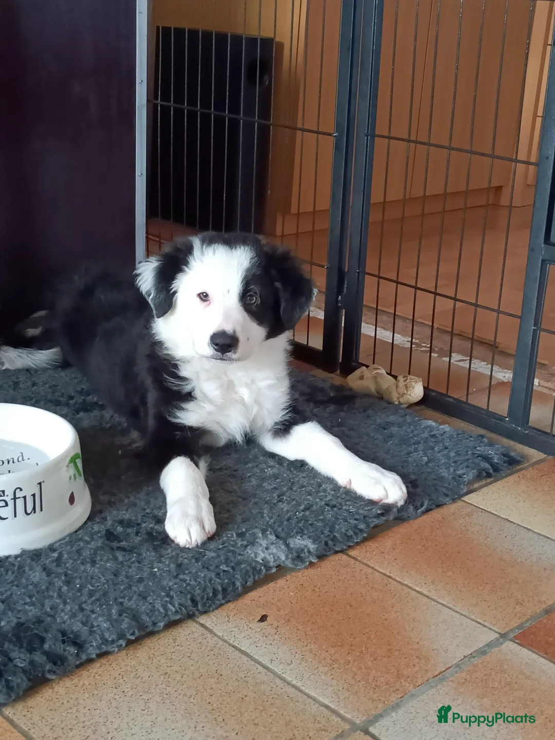 Border Collie honden te koop: Nog 1 reutje beschikbaar uit nest van 5 - Advertentie 1