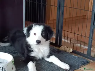 Border Collie honden Nog 1 reutje beschikbaar uit nest van 5 - Advertentie 2