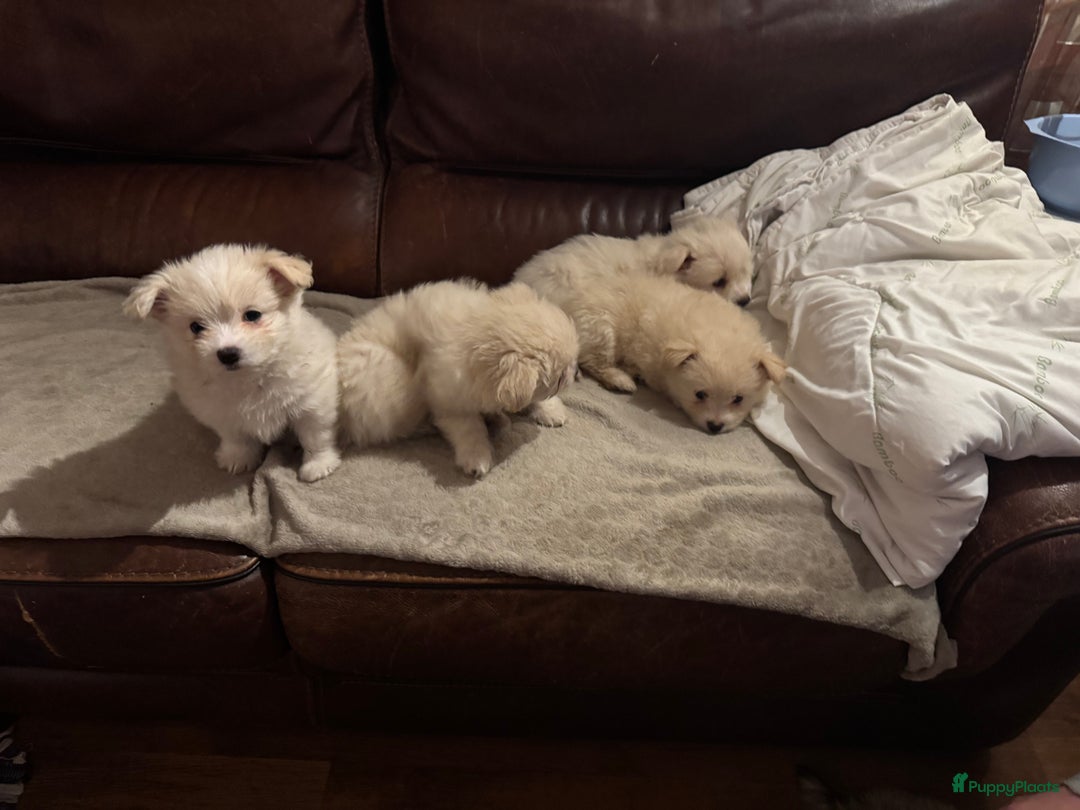 Kruising honden te koop: 7 weken oude Bichon Frise-puppy's - Advertentie 3