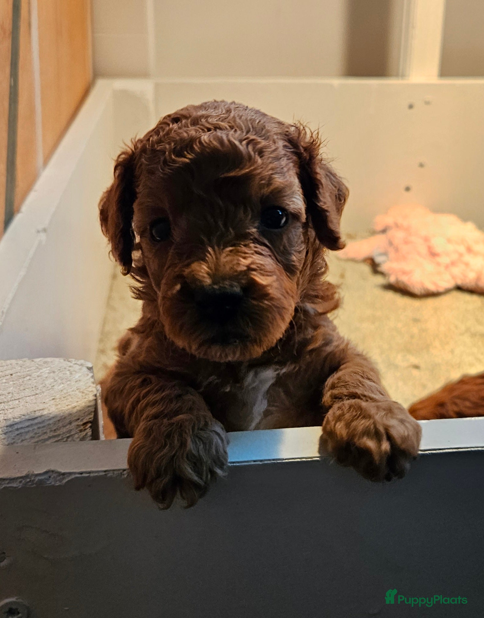 Dwergpoedel honden Dwergpoedel pups - Advertentie 1