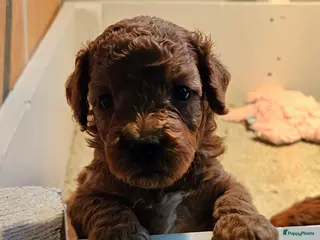 Dwergpoedel honden Dwergpoedel pups - Advertentie 1