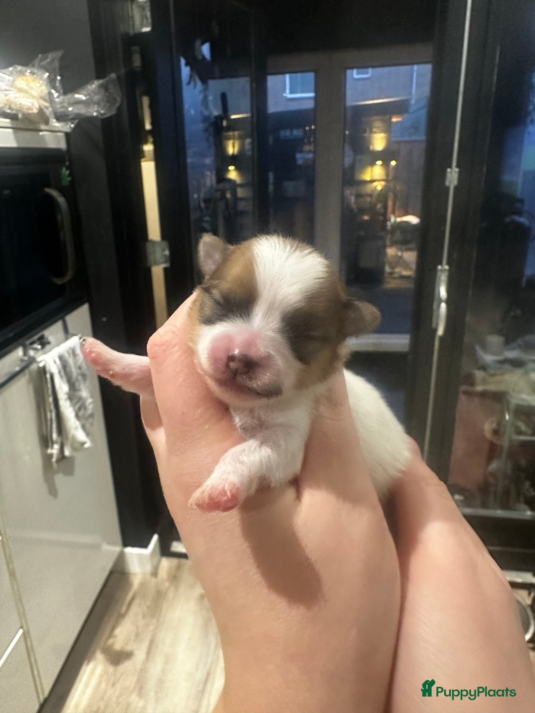 Pomeriaan honden te koop: Pomeriaan parti colour teefje geboren 23-12-2025 - Advertentie 10