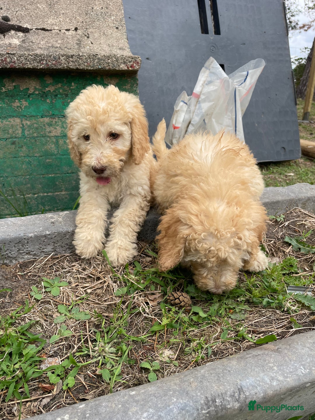 Labradoodle honden te koop: Mooie Labradoodle pups! - Afbeelding 9