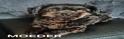 Kruising honden te koop: prachtige zandkleurige Boomer puppy  - Advertentie 6