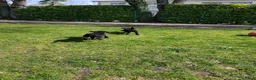Labrador Retriever honden te koop: Fieldtrial labrador pups  - Advertentie 24