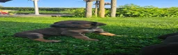 Kruising honden te koop: Hollandse Herder X Labrador pups zoeken baasje! - Advertentie 16