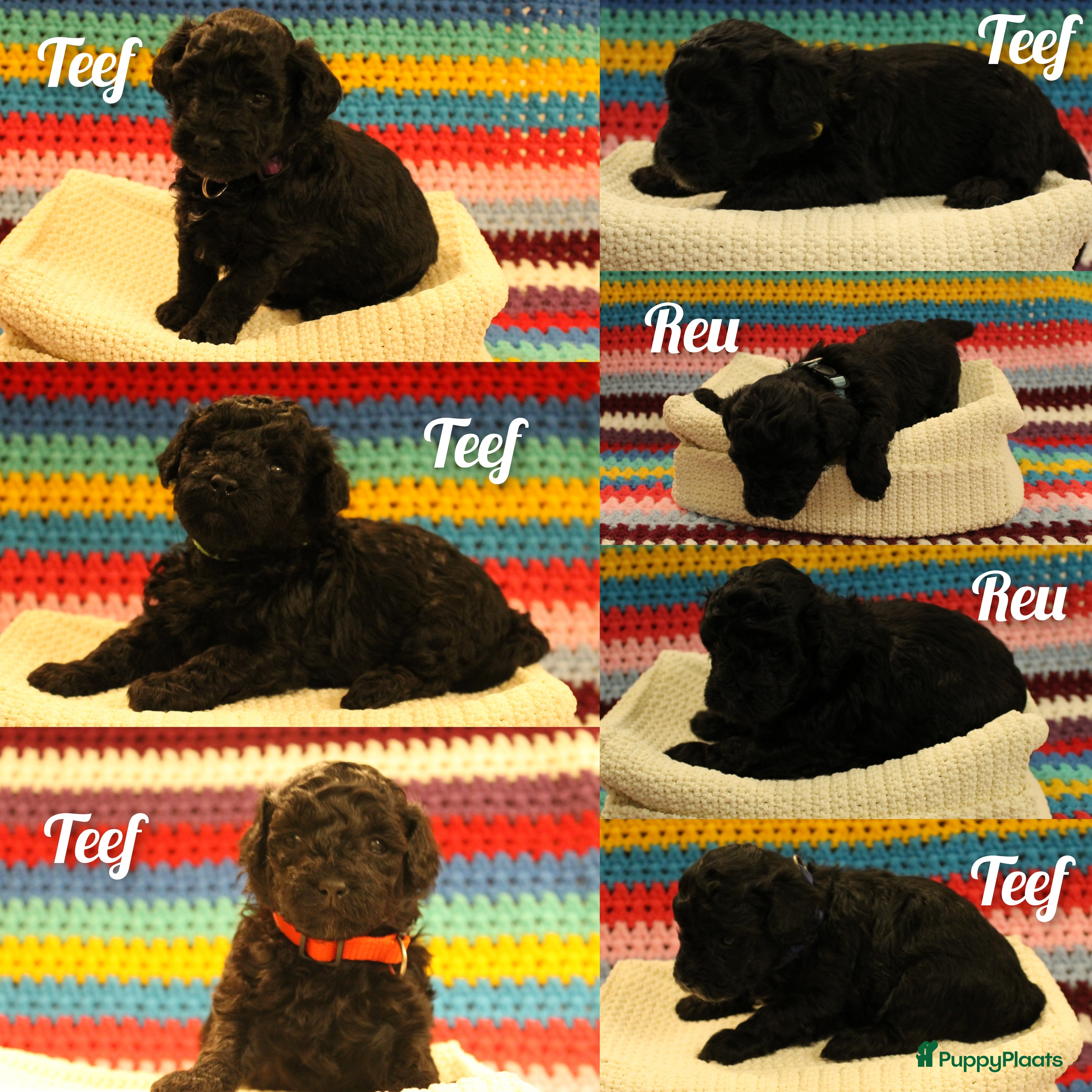 Maltipoo honden Fantastisch zwarte Maltipoo F1b 🥰 Anti-allergie - Advertentie 1