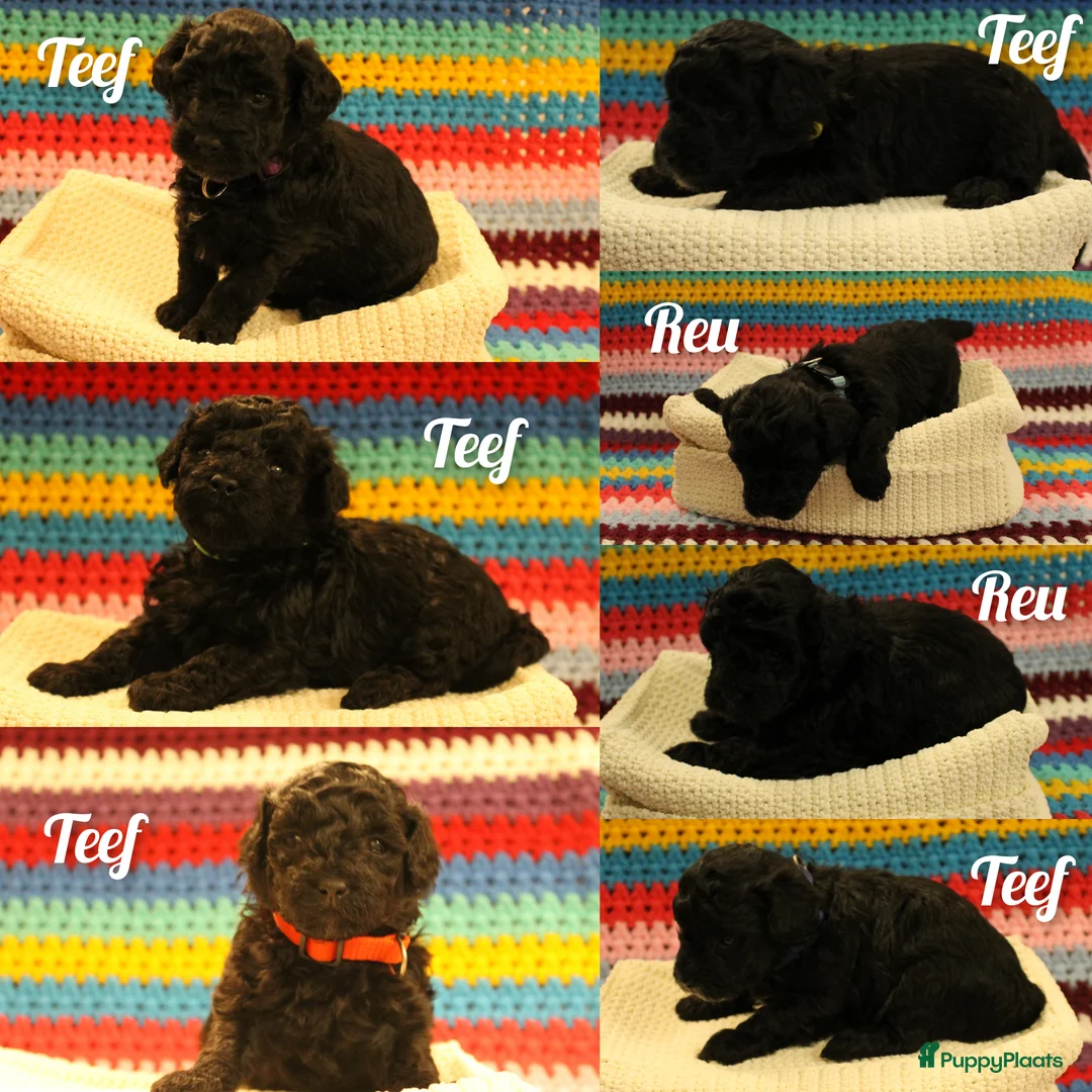 Maltipoo honden te koop: Fantastisch zwarte Maltipoo F1b 🥰 Anti-allergie - Advertentie 1