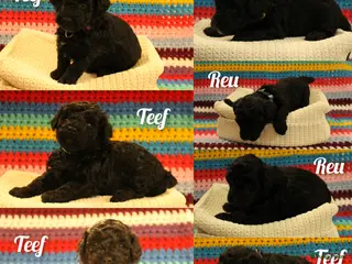 Maltipoo honden Fantastisch zwarte Maltipoo F1b 🥰 Anti-allergie - Advertentie 1