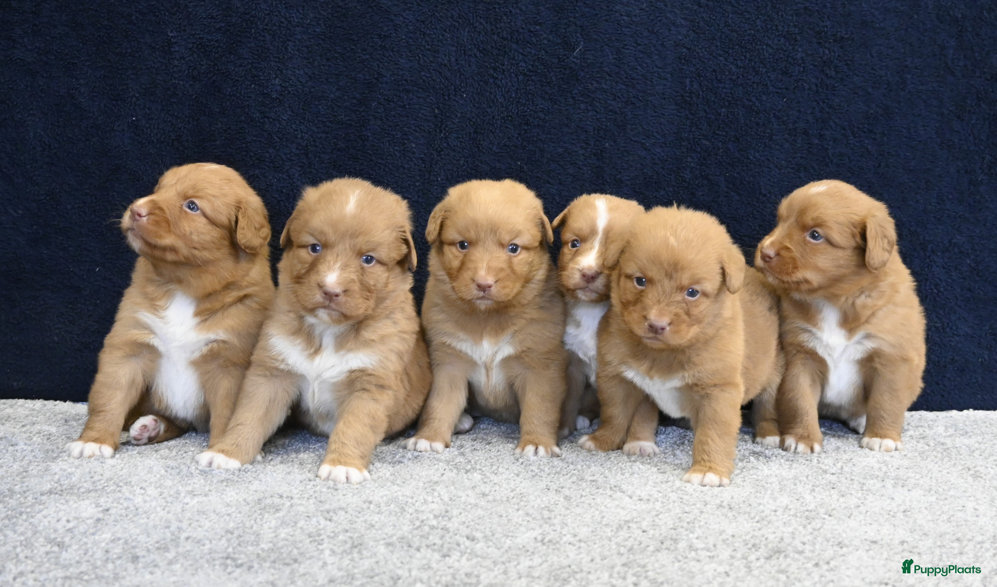 Nova Scotia Duck Tolling Retriever honden Nova Scotia Duck Tolling Retriever pups - Advertentie 2