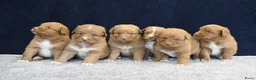 Nova Scotia Duck Tolling Retriever honden te koop: Nova Scotia Duck Tolling Retriever pups - Advertentie 3