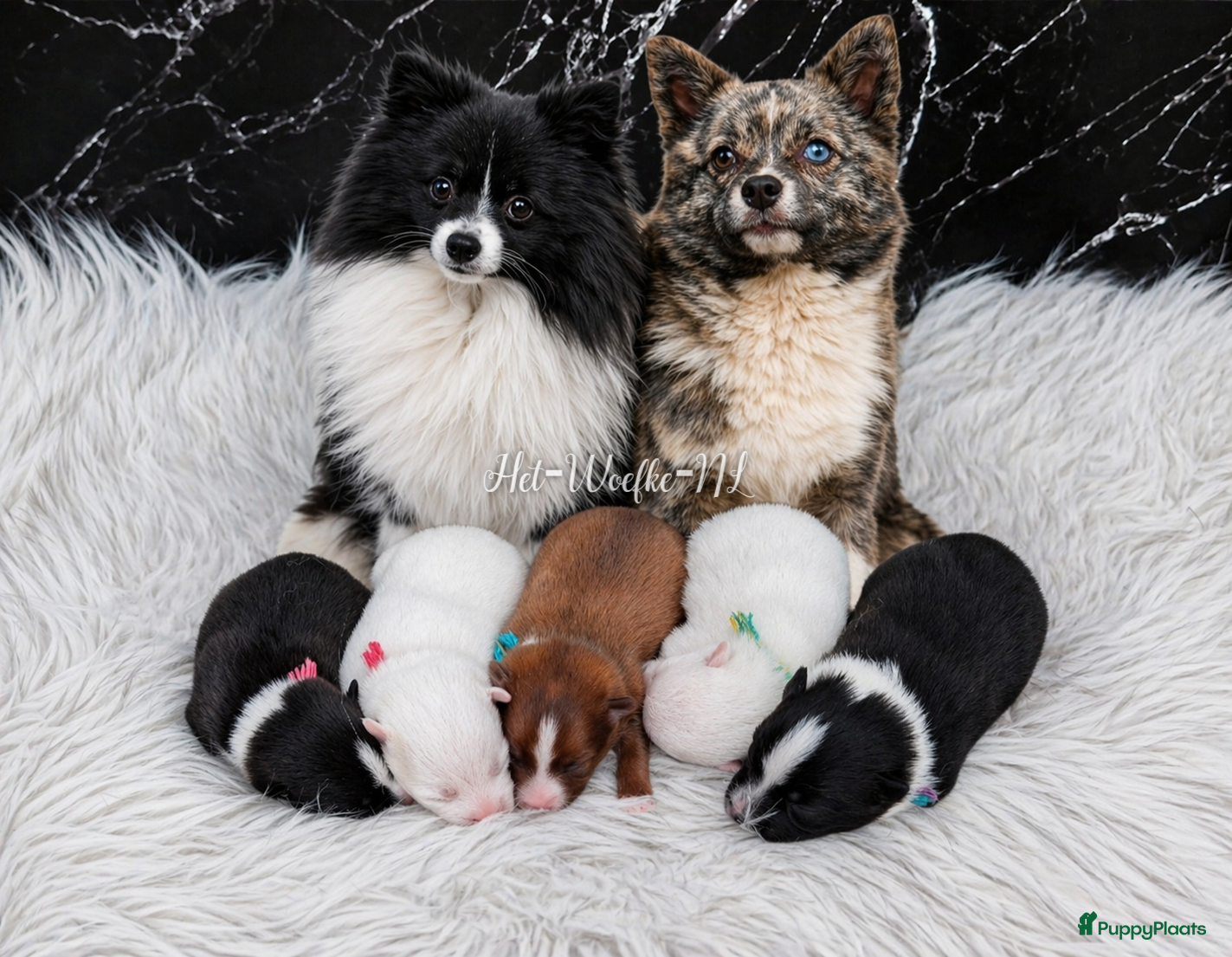 Pomsky honden F3b (toy) pomsky pupjes  - Advertentie 1