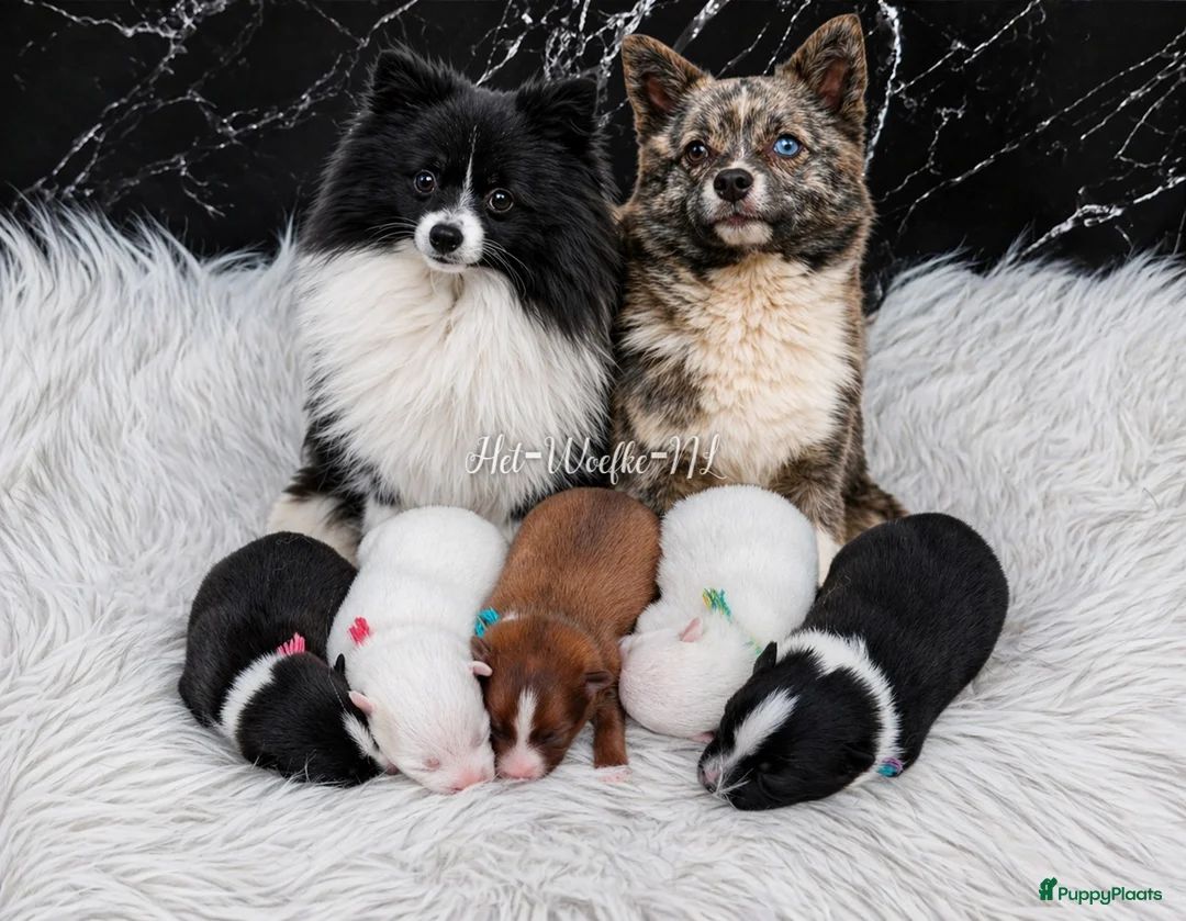 Pomsky honden te koop: F3b (toy) pomsky pupjes  in Weert - Advertentie 1