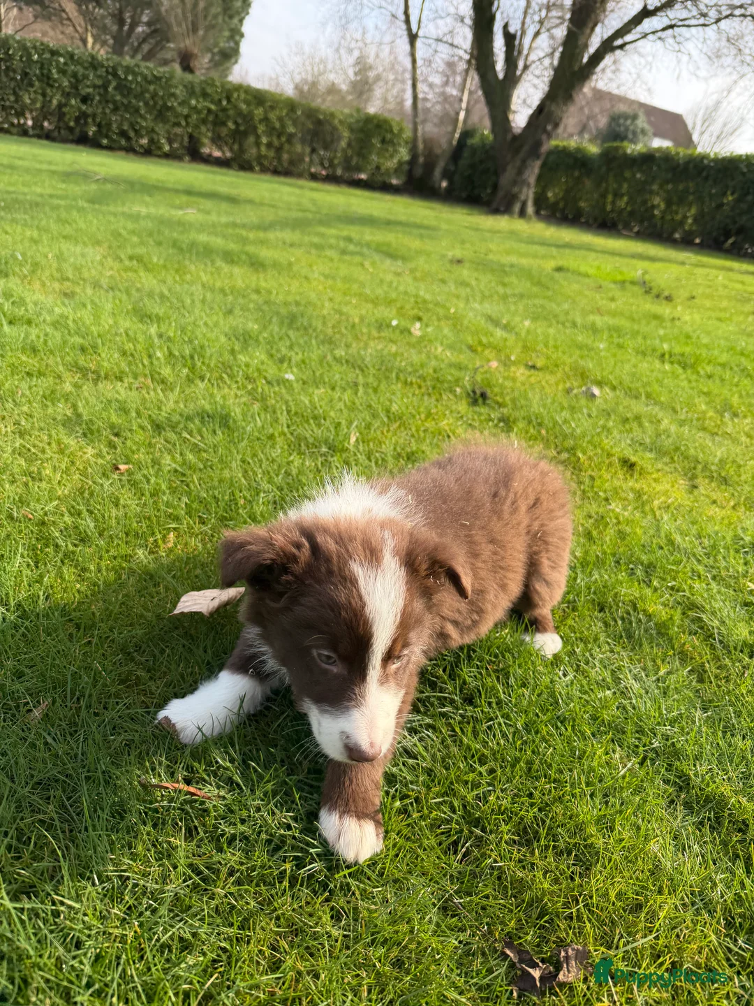 Kruising honden te koop: Australian Shepherd x Border Collie pups - Advertentie 10