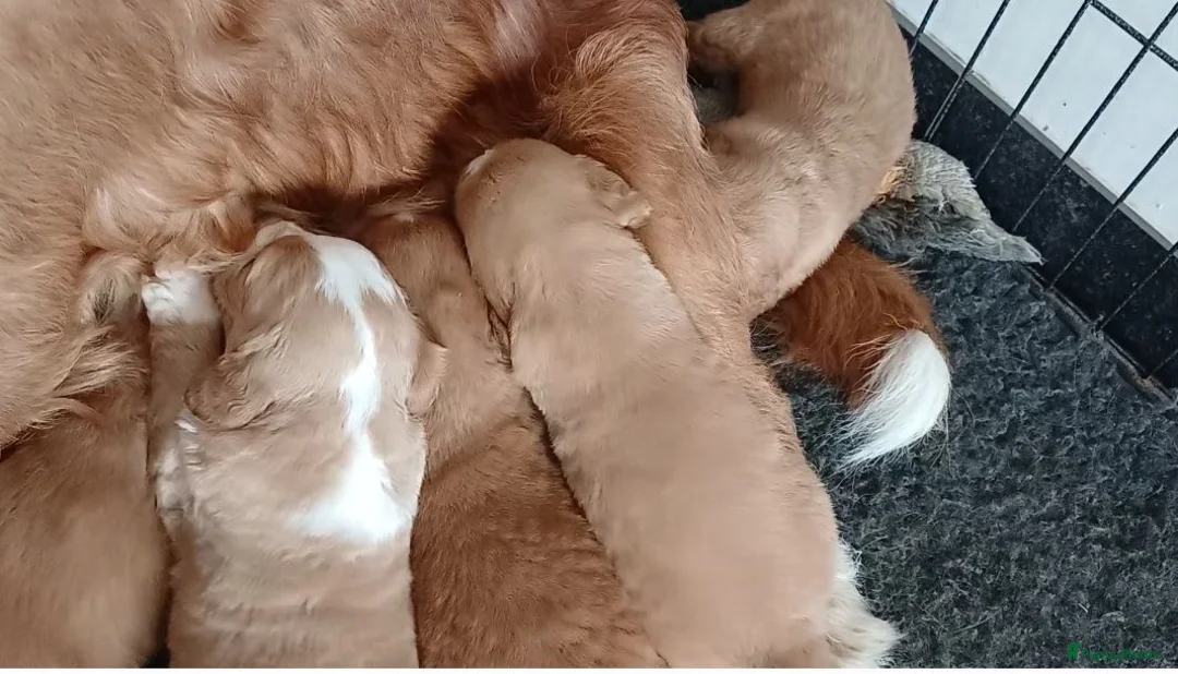 Nova Scotia Duck Tolling Retriever honden te koop: Nova scotia duck tolling retriever pups - Advertentie 4
