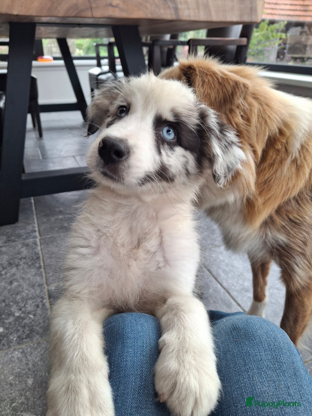 Australian Shepherd honden te koop: Raszuivere Australian Shepherd op de boerderij - Afbeelding 9
