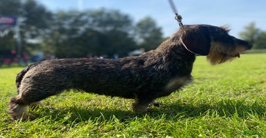 Ruwhaar Teckel honden Dwerg dashond ruwhaar van clubfokker nog reutjes - Advertentie 4