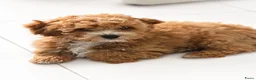 Cockapoo honden te koop: Cockapoo pup - Advertentie 3