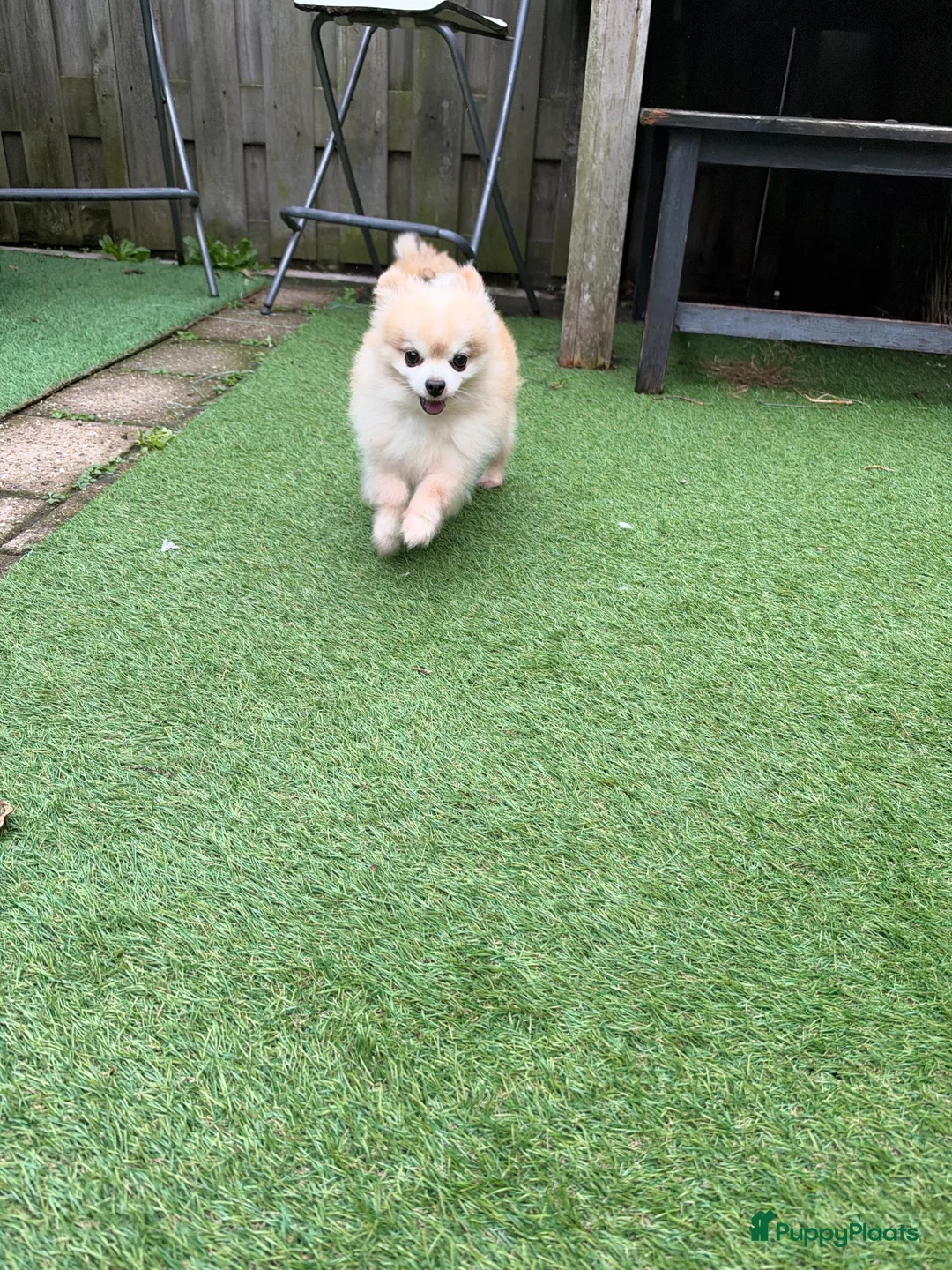 Pomeriaan honden te koop: Pomeriaan puppy’s  - Advertentie 2