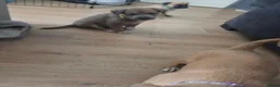 Kruising honden te koop: Nog 3 pups beschikbaar  in Sint Jacobiparochie - Advertentie 5