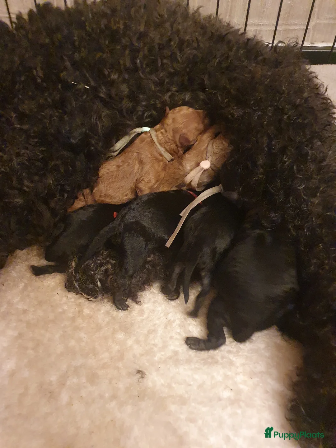 Kruising honden te koop: Dwerg x toy poedel pups bijzonder mooi - Advertentie 2