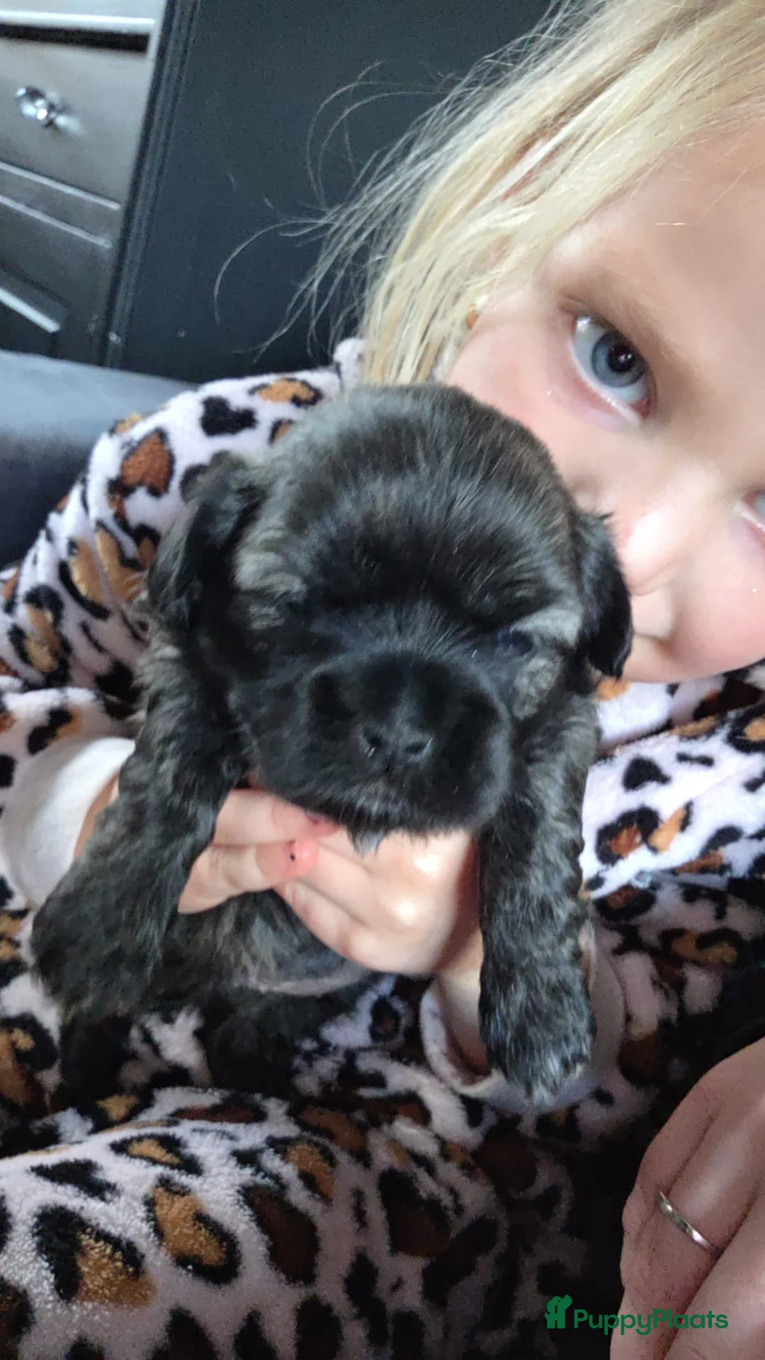 Kruising honden te koop: Mooie boomer /shih tzu  - Advertentie 2