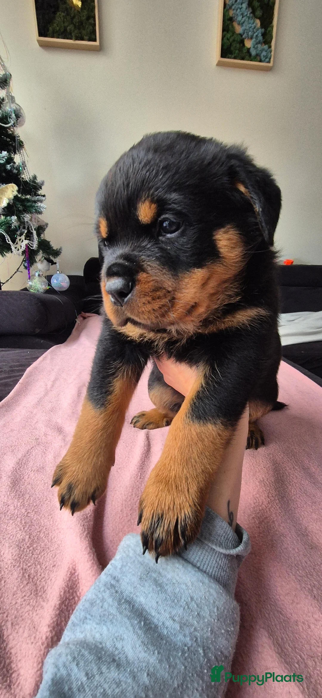 Rottweiler honden te koop: Litter F  - Advertentie 5