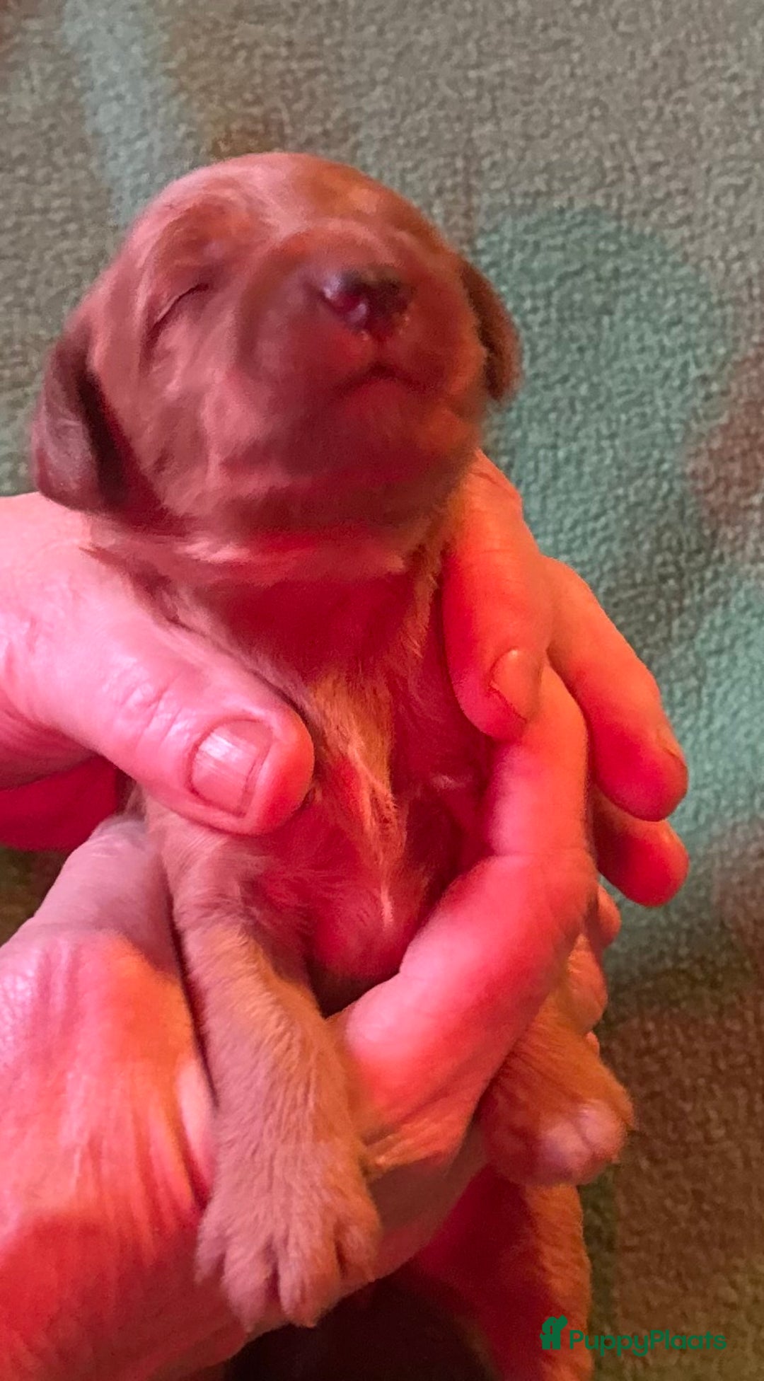 Australian Labradoodle honden te koop: Te koop mini Australian Labradoodles - Advertentie 6