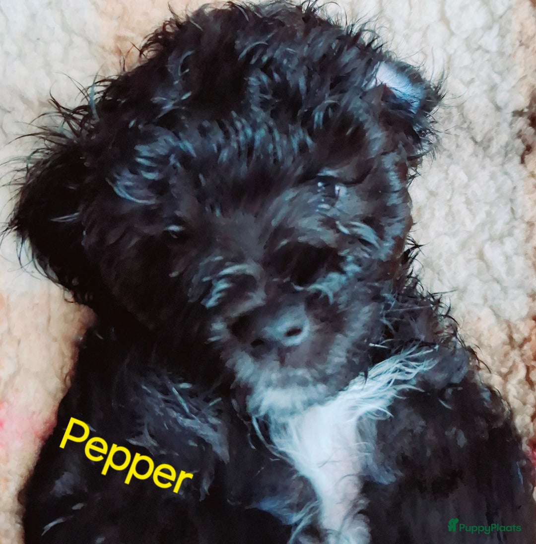 Maltipoo honden te koop: Maltipoo - Advertentie 5