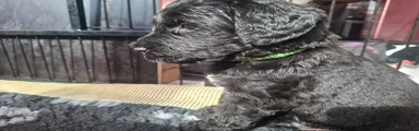 Labradoodle 3