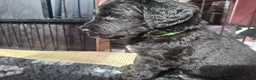 Labradoodle honden te koop: Labradoodle pups - Advertentie 10