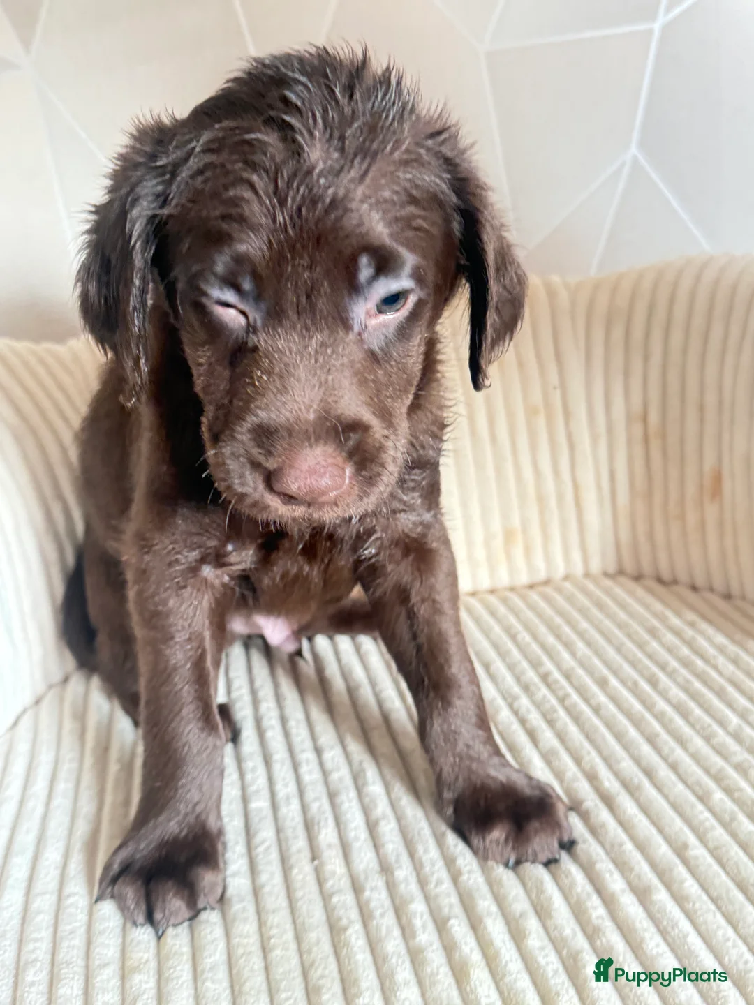 Labradoodle honden te koop: Hele mooie labradoodle puppy’s  - Advertentie 15