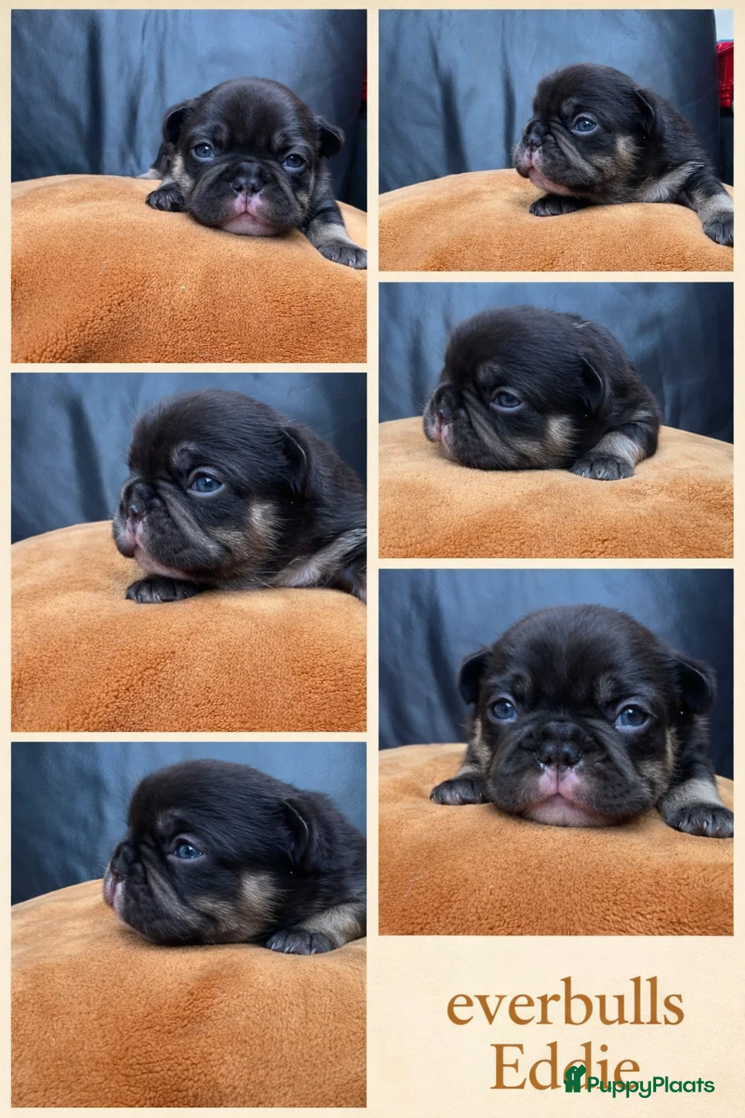 Franse Bulldog honden te koop: Franse Bulldog pups  - Advertentie 2